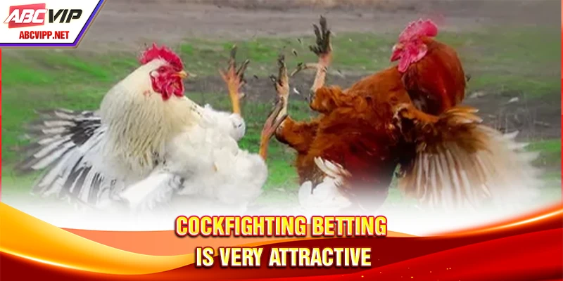 Cockfighting betting is very attractive